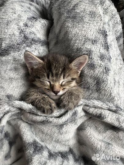 Котята
