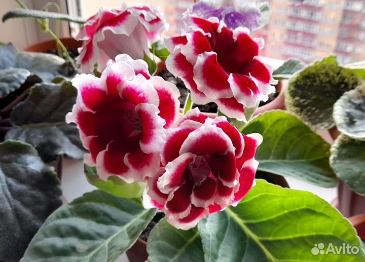 Глоксинии. Лист на срез