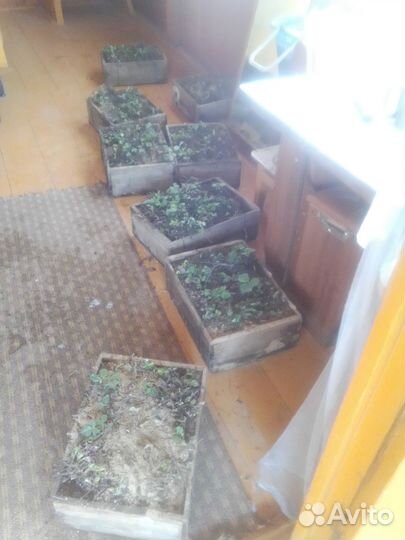 Рассада ремонтантной клубники