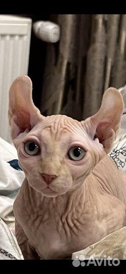 Канадский сфинкс