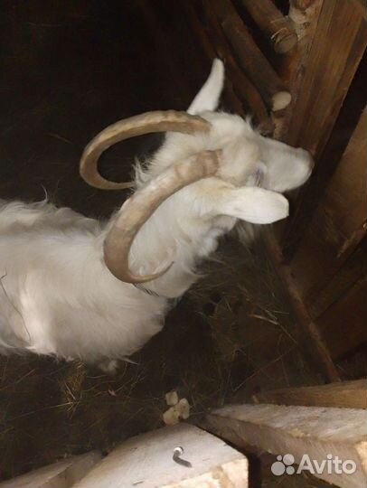 Зааненская коза