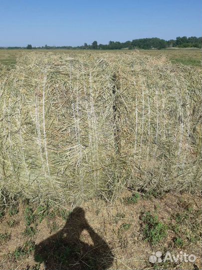 Сено зелёное