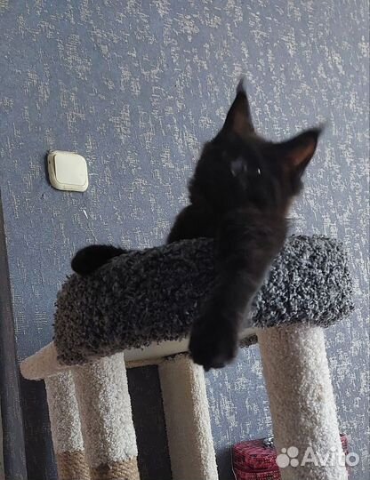 Котята мейн-кун