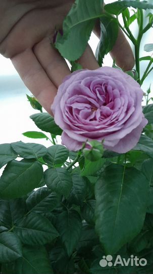 Кустовые розы саженцы