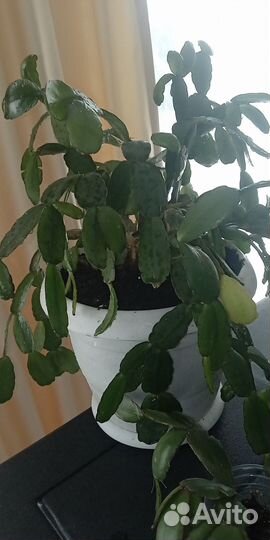 Декабристы или (шлюмбергера)