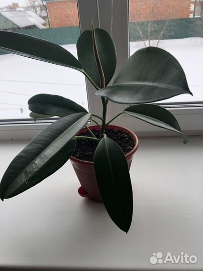 Фикус каучуконосный