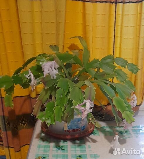 Комнатные цветы