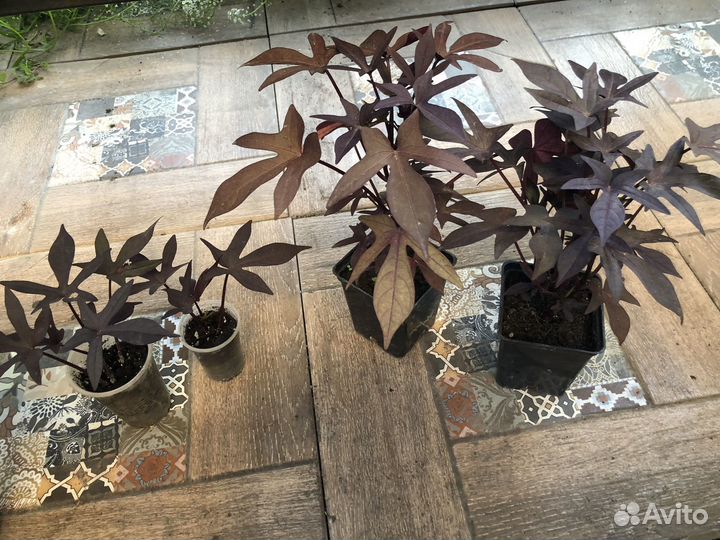 Ипомея батат