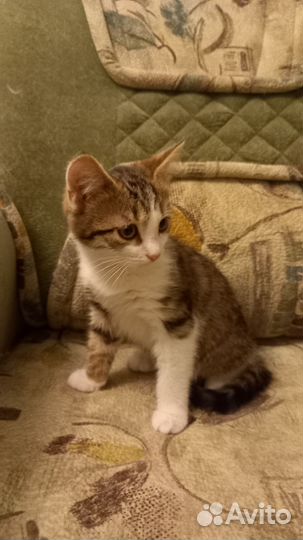 Котёнок 2 месяца
