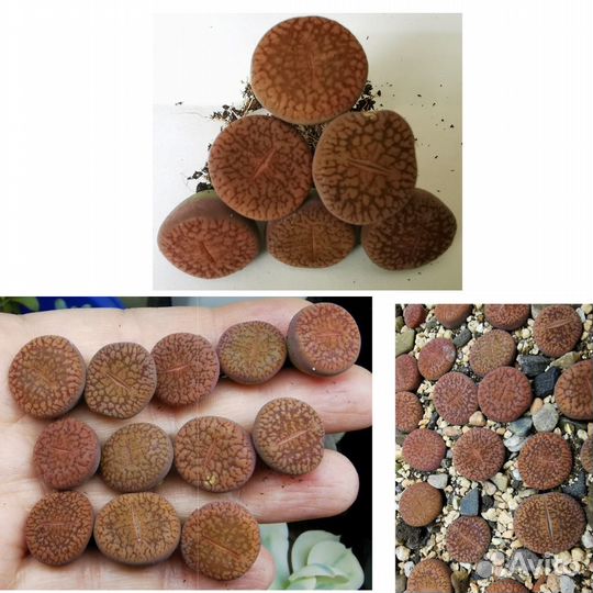 Суккуленты редкие и не очень