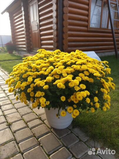 Хризантемы мультифлора