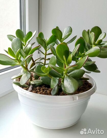 Толстянка (денежное дерево)