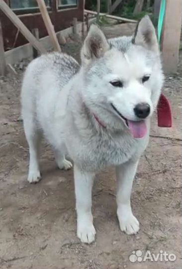 Щенки бесплатно