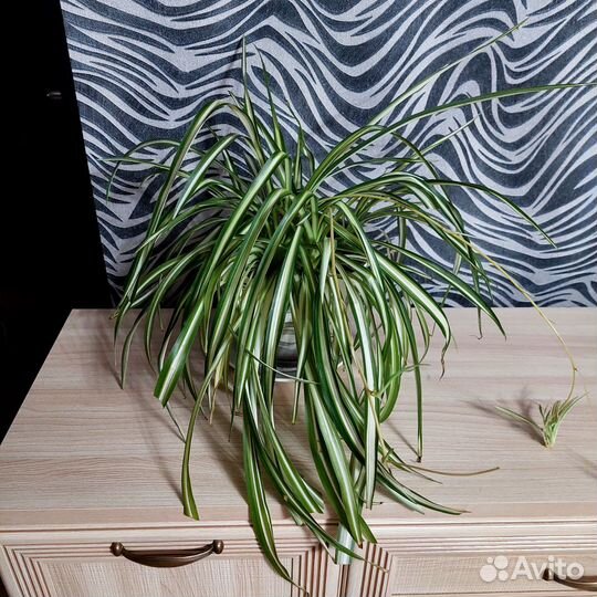 Цветочный горшок