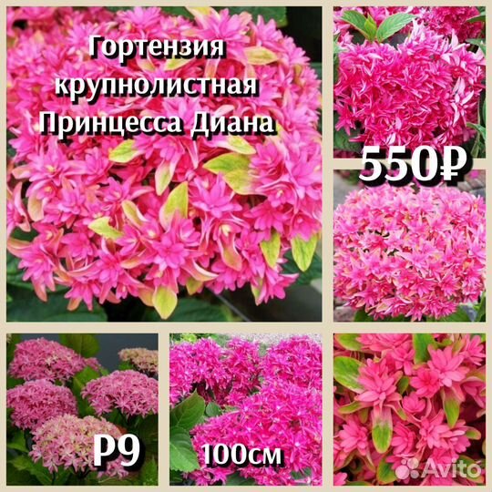 Гортензия крупнолистная и черешковая