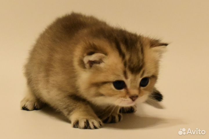 Котёнок Британская золотая шиншилла мальчик