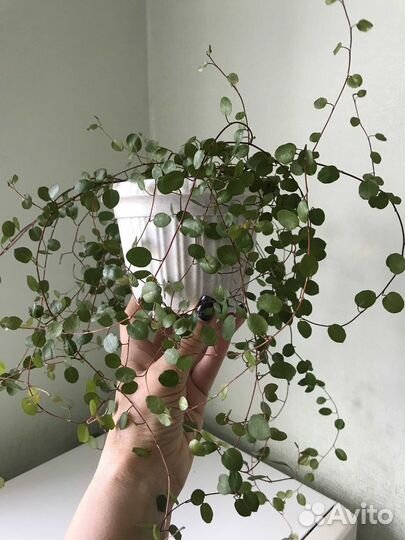 Мюленбекия