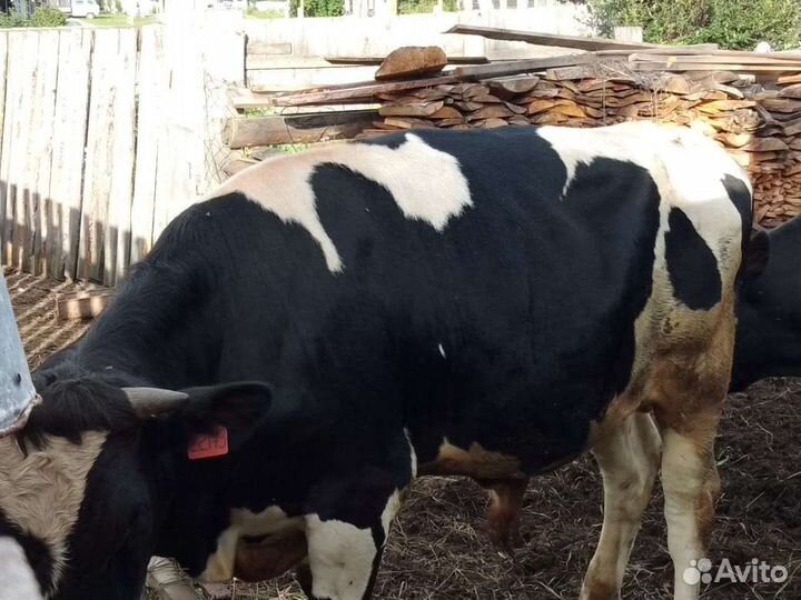 Быки на мясо