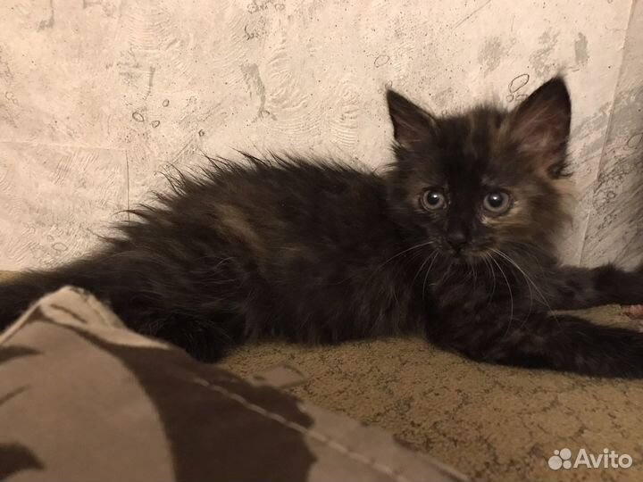 Черный котенок девочка