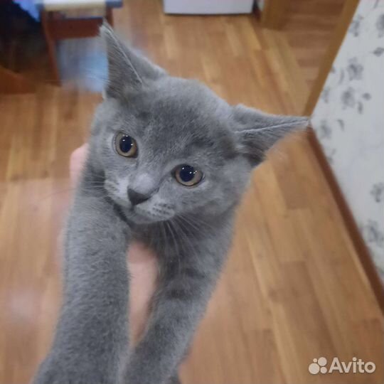 Котята метисы