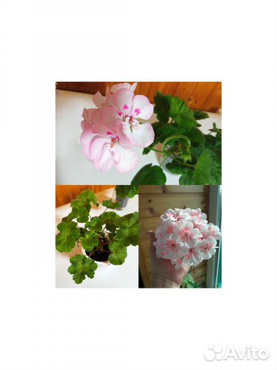 Пеларгония герань сортовая