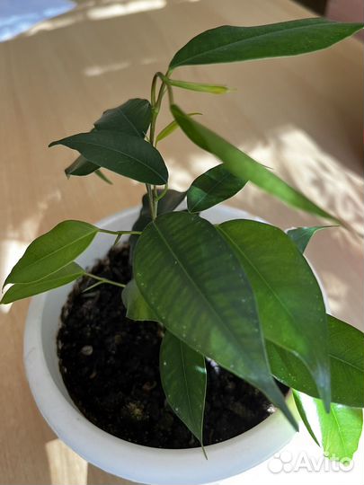 Фикус Бенджамина