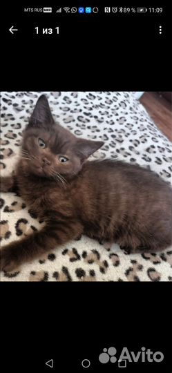 Котик ищет дом