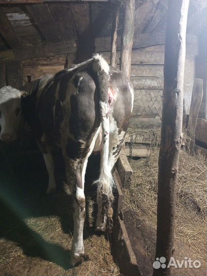 Продам телку
