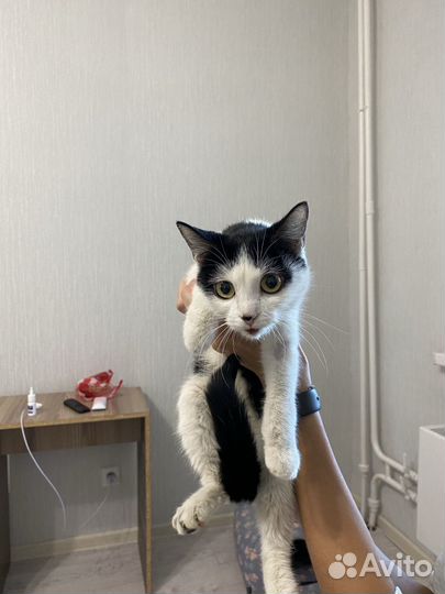 Кошка
