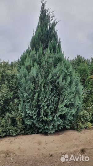 Кипарисовик