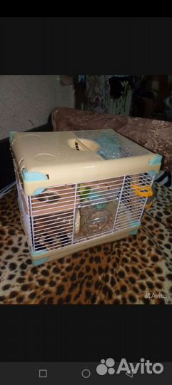 Сирийский хомяк с клеткой