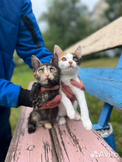 Кошка в дар