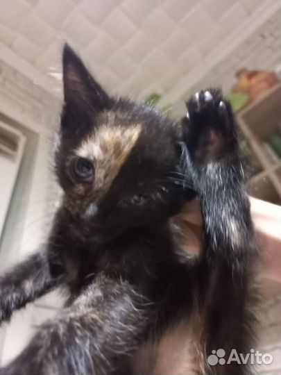 Котята отдам бесплатно