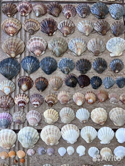 Ракушки морские камни стекло для рукоделия
