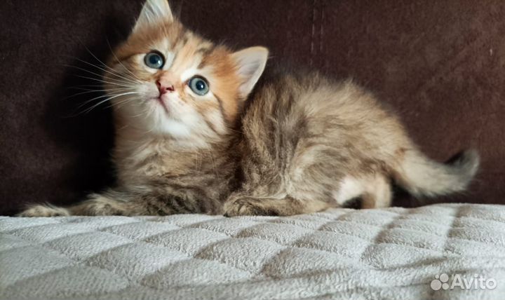 Шотландская девочка