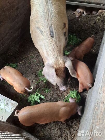 Поросята