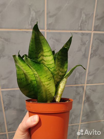 Сансевиерия Ханни, Цилиндрика, Муншайн