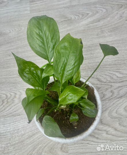 Спатифиллум вариегатный