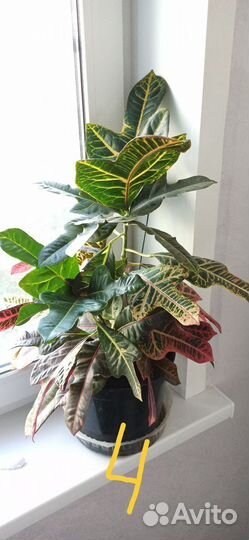 Кротон большой и маленький