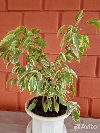 Фикус бенджамина голден кинг