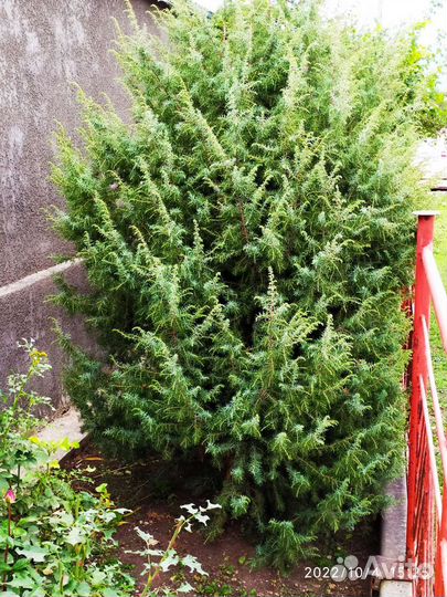 Можжевельник