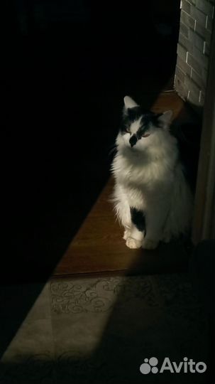 Кот в добрые руки