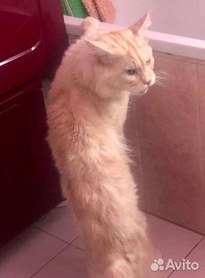 Вязка кот мейн кун
