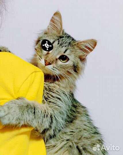 Кошка 1 год