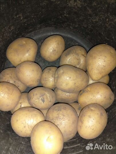 Продам картофель оптом