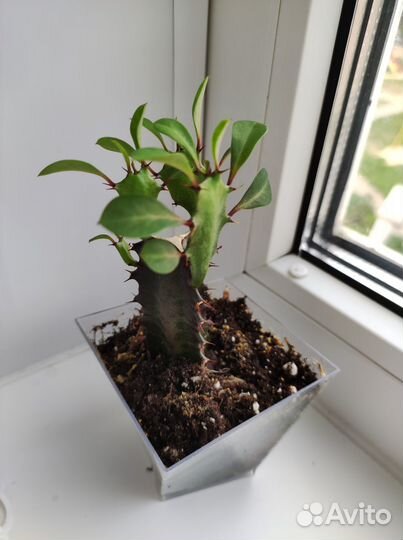 Эуфорбия «Рубра»