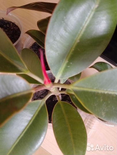 Фикус Эластика Мелани