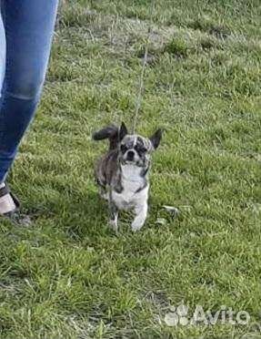 Вязка кобель чихуахуа г/ш тигр