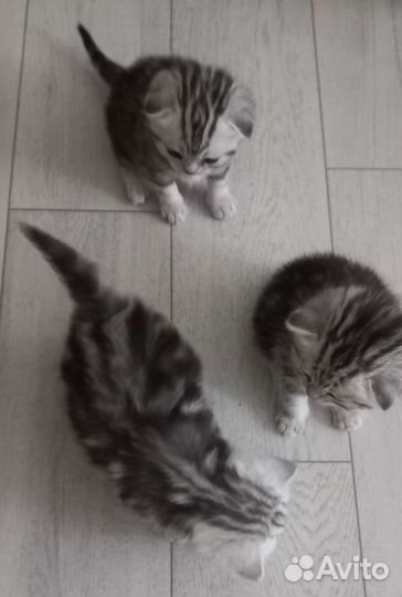 Шотландская