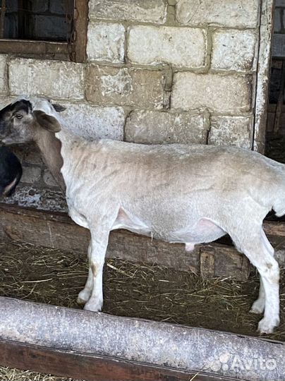 Бараны гиссарские